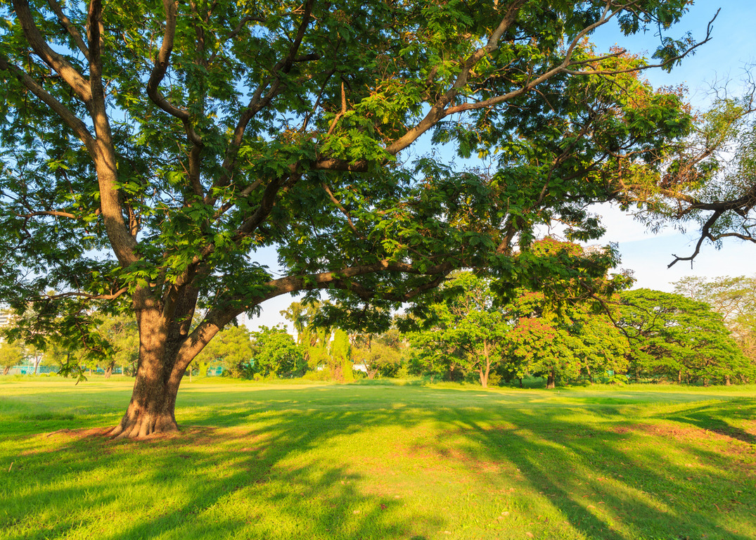 Trees