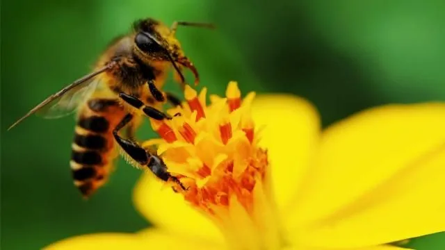 The BUZZ about bee allergies