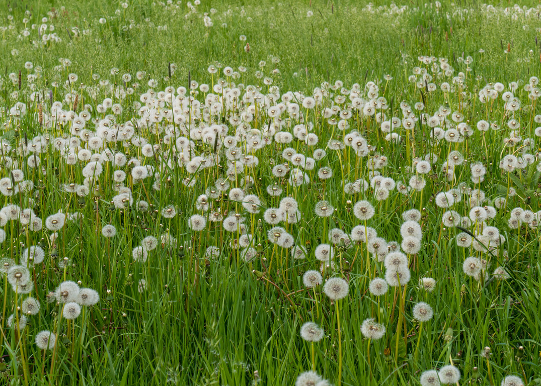 weeds